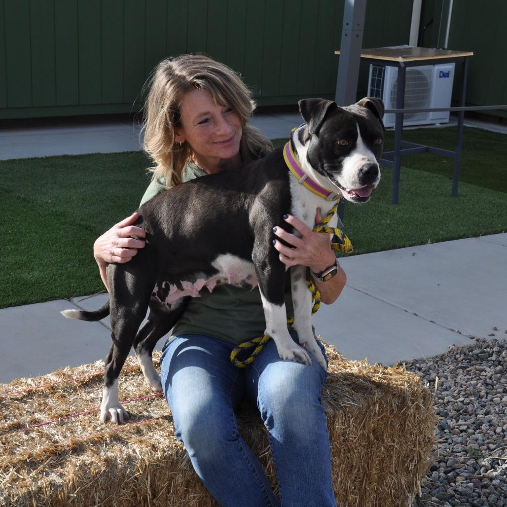 Molly, a Adoptable Mixed Breed in Prescott, AZ image 1/3