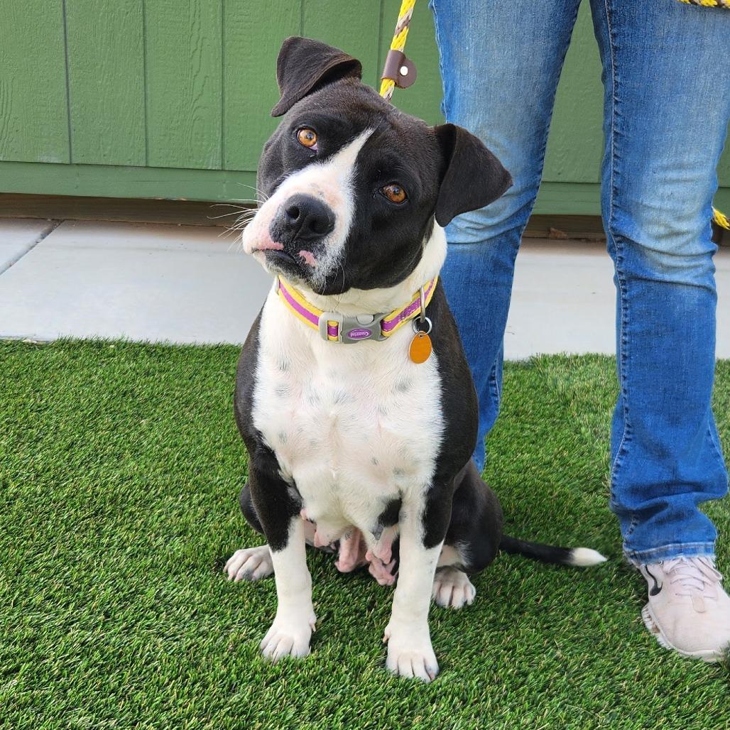 Enlarge Molly, a Adoptable Mixed Breed in Prescott, AZ image 4/6