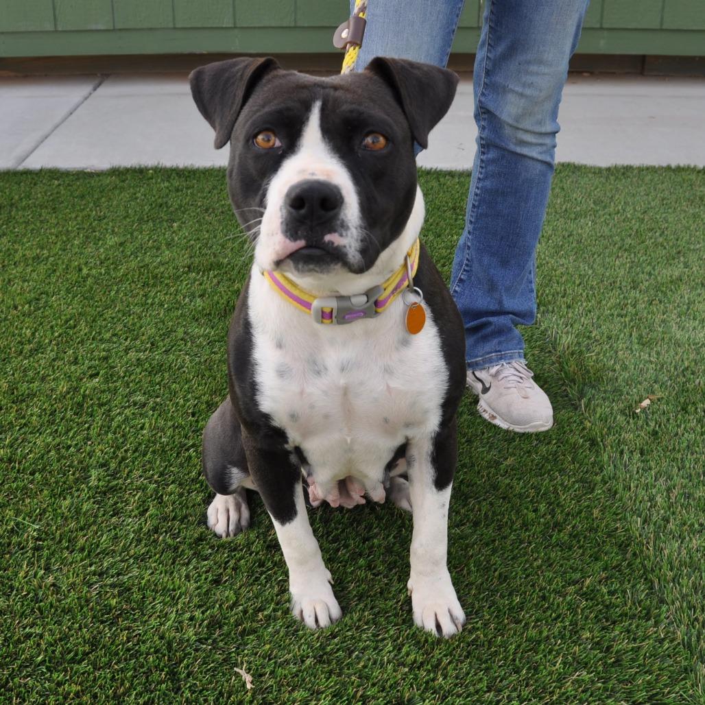 Enlarge Molly, a Adoptable Mixed Breed in Prescott, AZ image 6/6