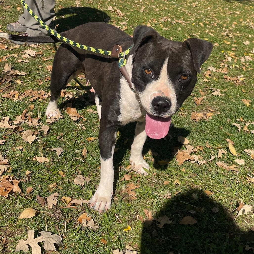 Molly, a Adoptable Mixed Breed in Prescott, AZ image 3/3