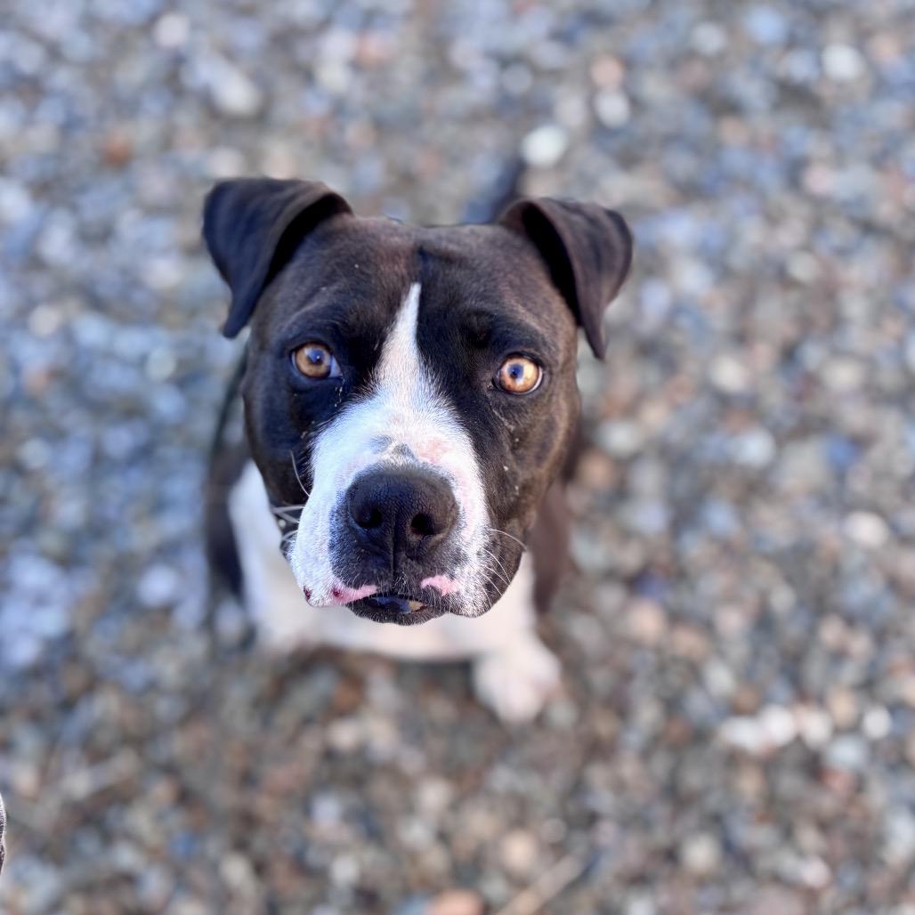 Enlarge Molly, a Adoptable Mixed Breed in Prescott, AZ image 5/6