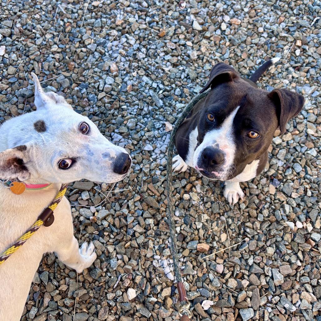 Enlarge Molly, a Adoptable Mixed Breed in Prescott, AZ image 6/6
