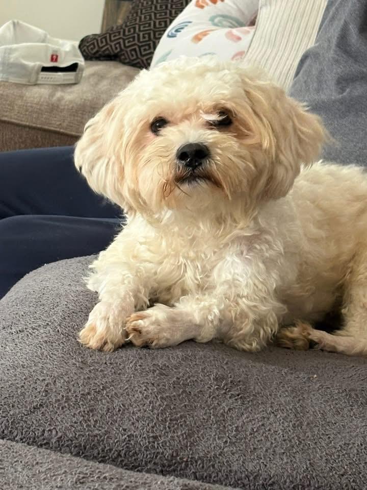 Garth, Adoptable, Adult Male Maltese & Poodle.
