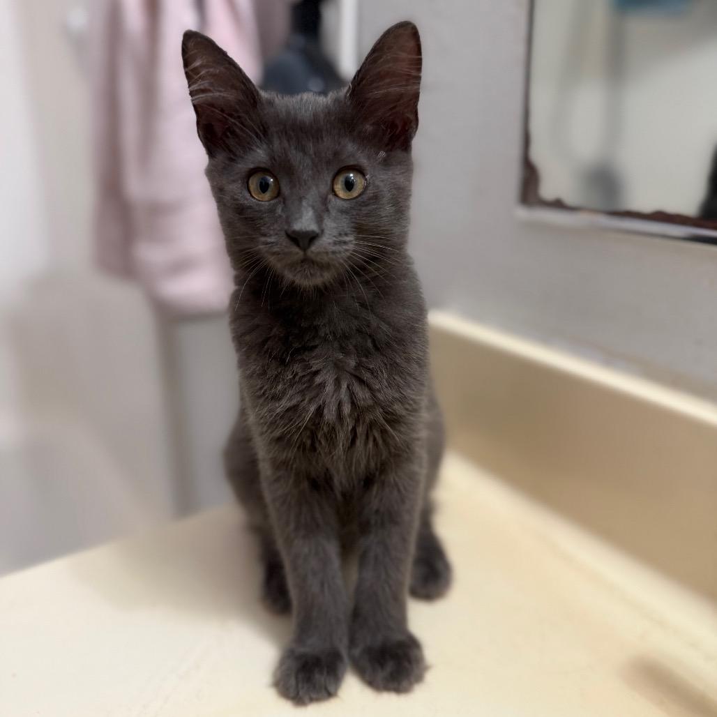 Enlarge Remy, a Adoptable mixed breed in Garden Grove, CA image 1/2