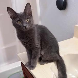 Enlarge Remy, a Adoptable mixed breed in Garden Grove, CA image 2/2