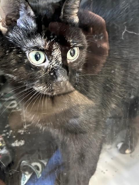 Izzy, Adoptable, Adult Female Domestic Short Hair.