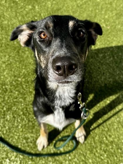 Enlarge Susan Grimshaw, a Adoptable mixed breed in Wichita, KS image 1/3