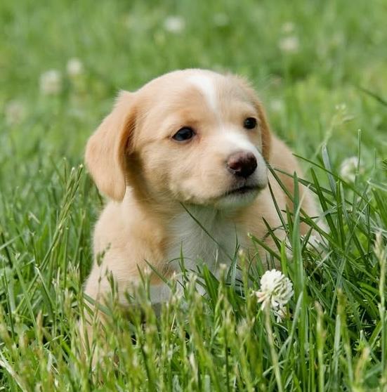Kiwi, an adopted mixed breed in Hopkinton, MA image 2/4