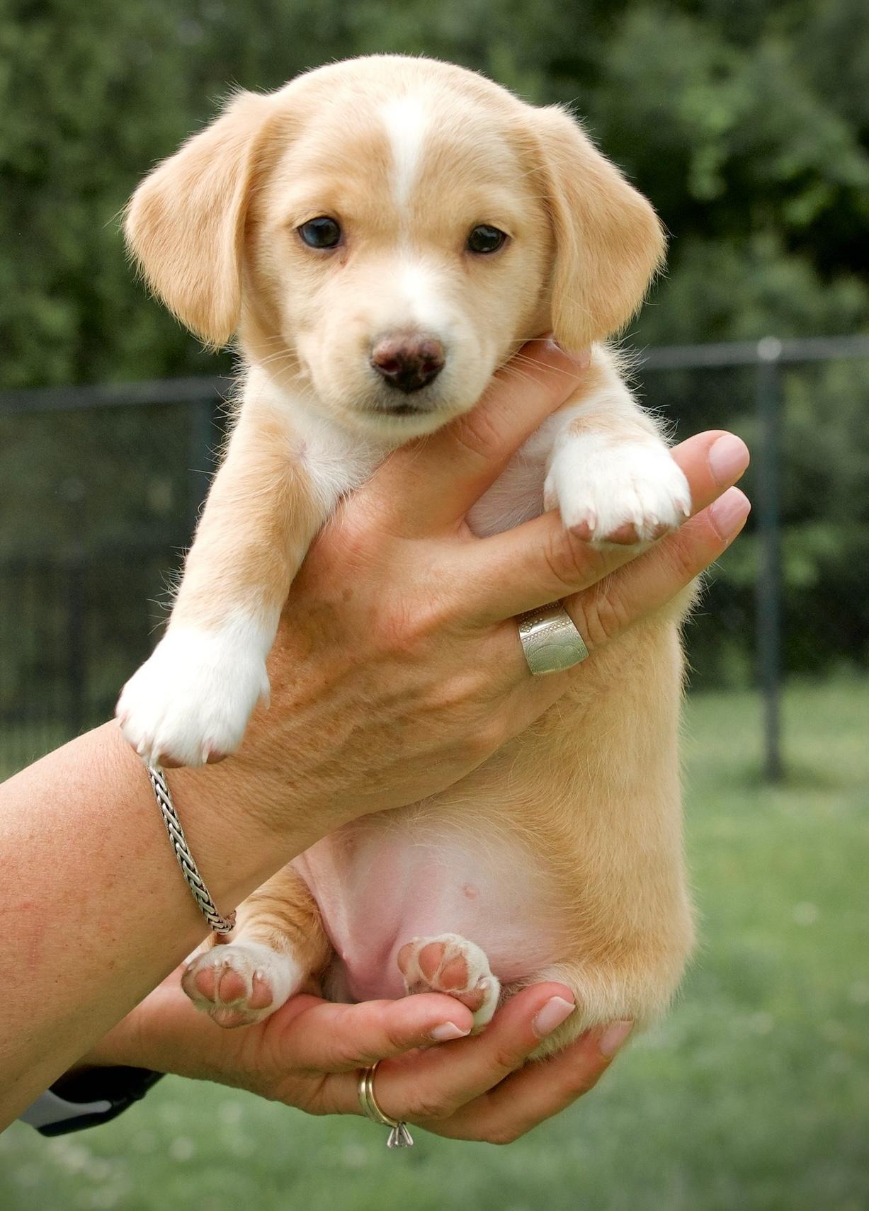 Kiwi, an adopted mixed breed in Hopkinton, MA image 3/4