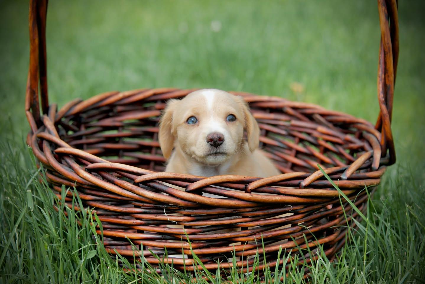 Kiwi, an adopted mixed breed in Hopkinton, MA image 4/4