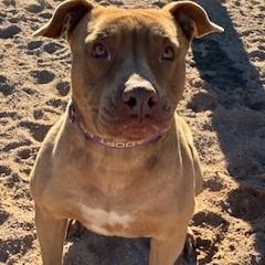 Raja, ADOPTABLE, Young Female American Staffordshire Terrier.