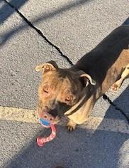 Enlarge Raja, a ADOPTABLE mixed breed in Bernalillo, NM image 4/4