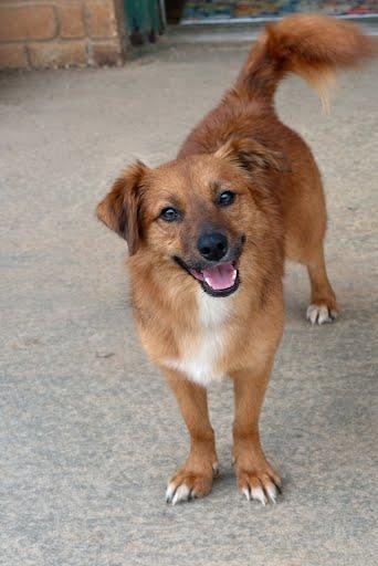 Enlarge Lucy, a ADOPTABLE mixed breed in Marshall, TX image 1/1