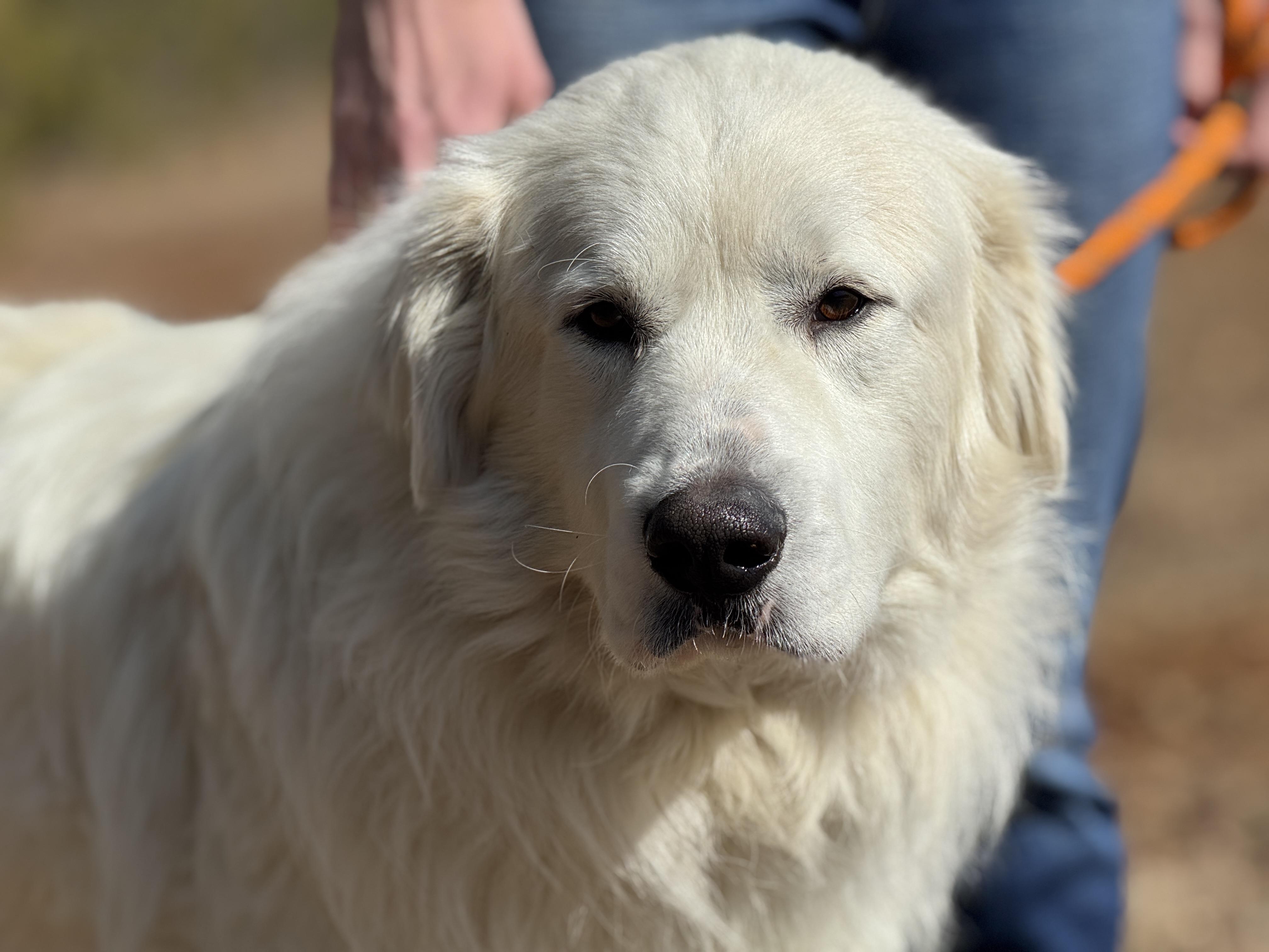 Waldo, ADOPTABLE, Young Male Great Pyrenees.