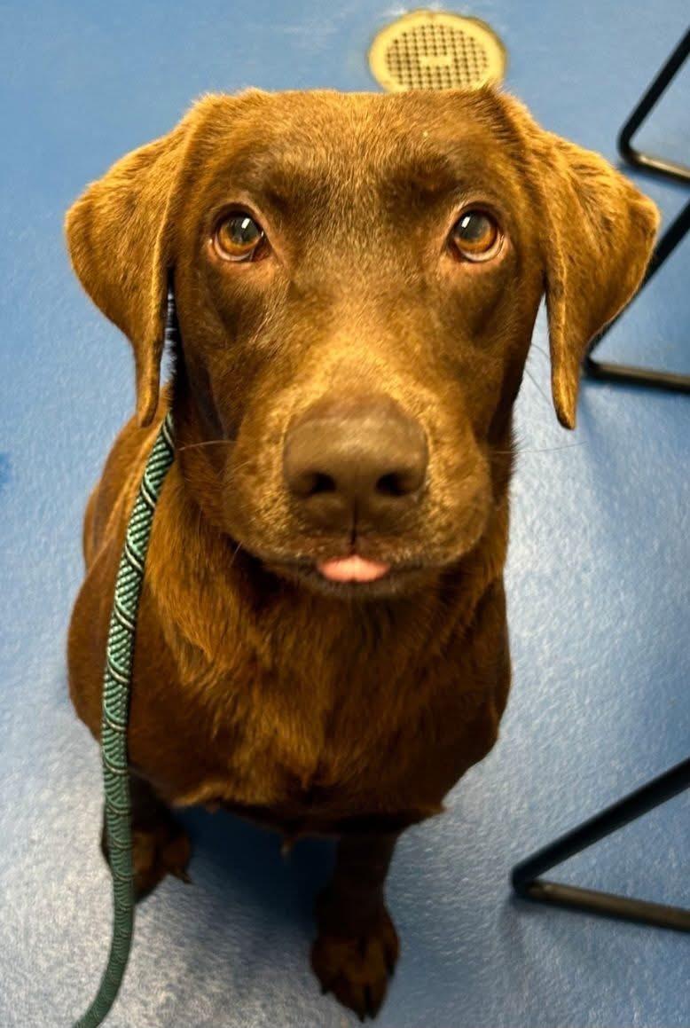 Whitley, ADOPTABLE, Adult Female Labrador Retriever.