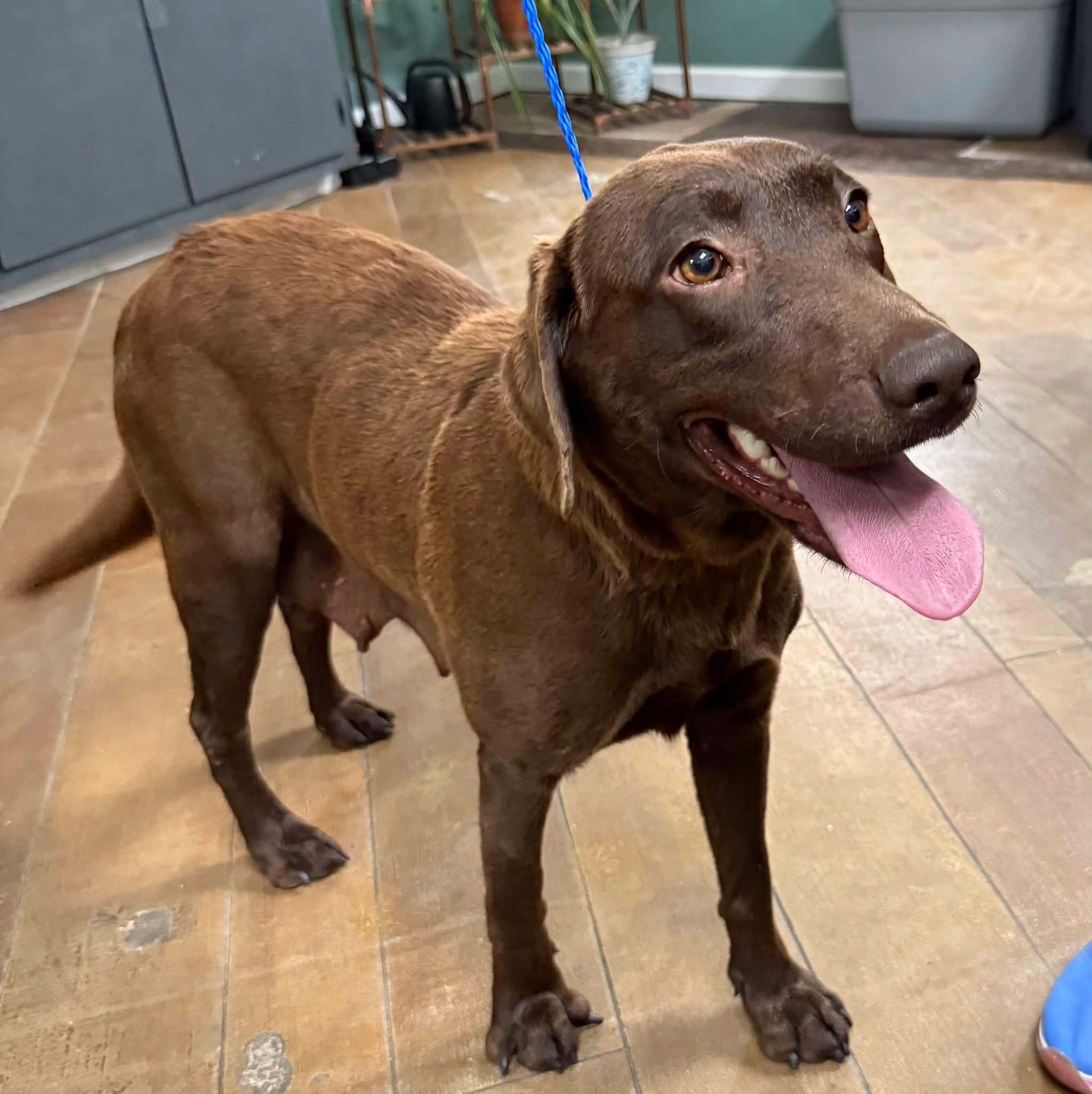 Enlarge Whitley, a ADOPTABLE mixed breed in Elkton, MD image 4/4