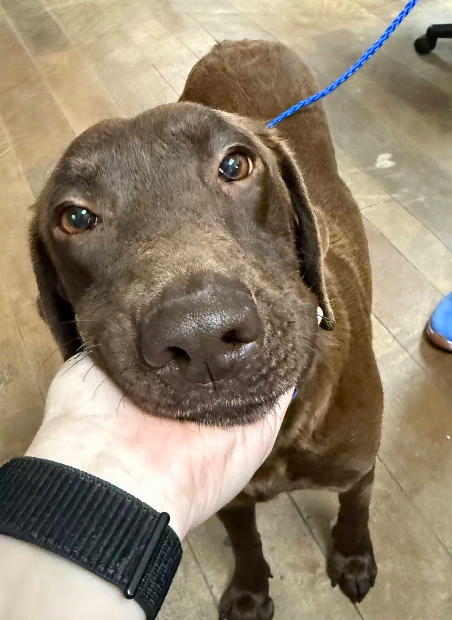 Enlarge Whitley, a ADOPTABLE mixed breed in Elkton, MD image 2/4