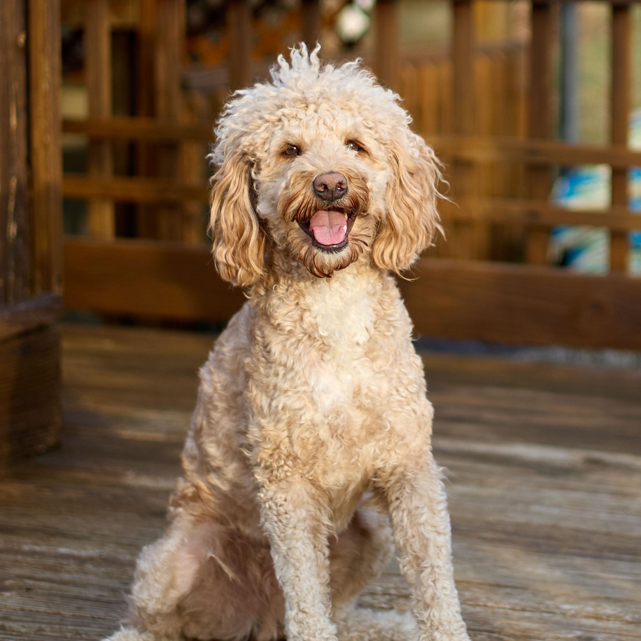 Enlarge CHEWIE-OHIO, a Adoptable Labradoodle in LIMA, OH image 2/6