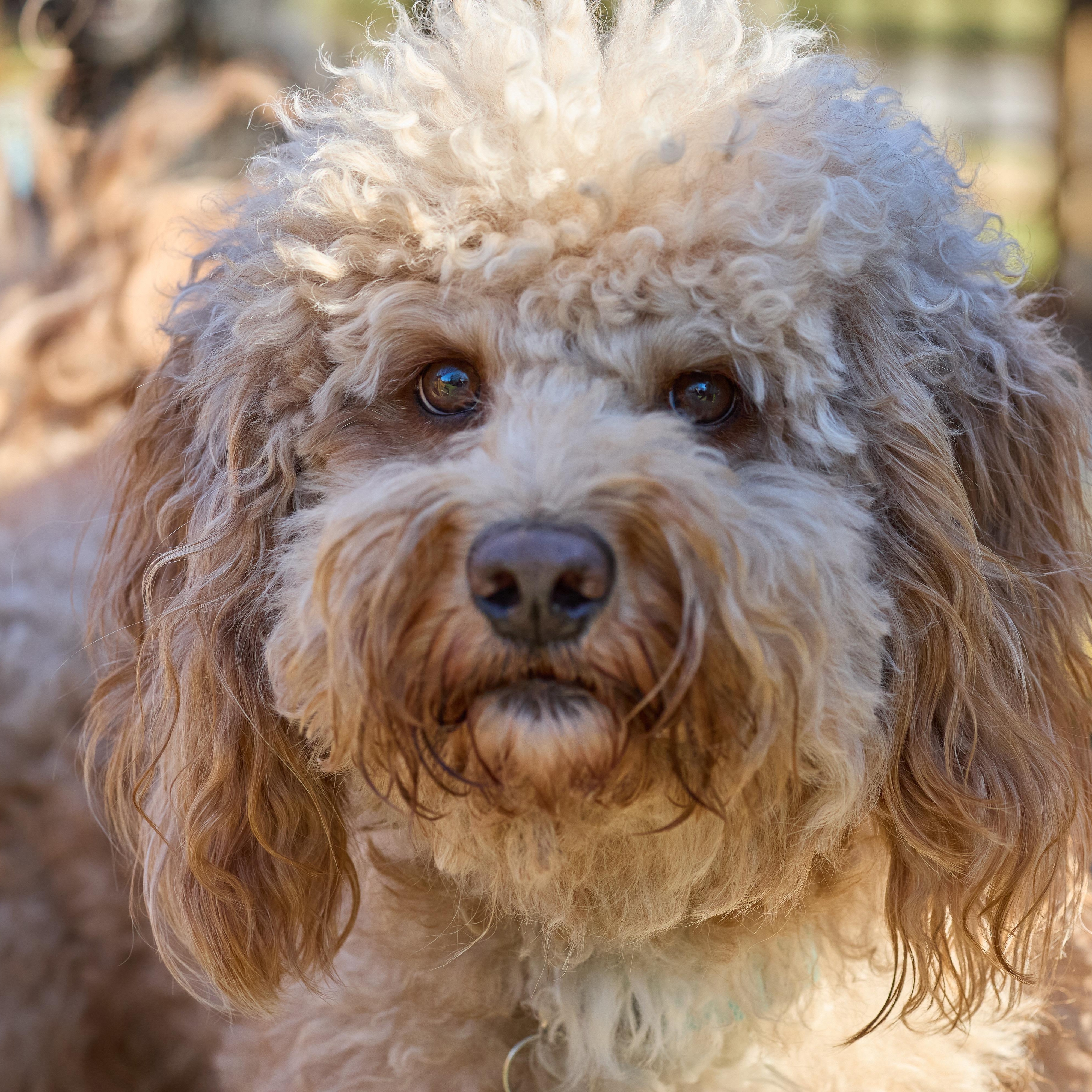 Enlarge CHEWIE-OHIO, a Adoptable Labradoodle in LIMA, OH image 5/6