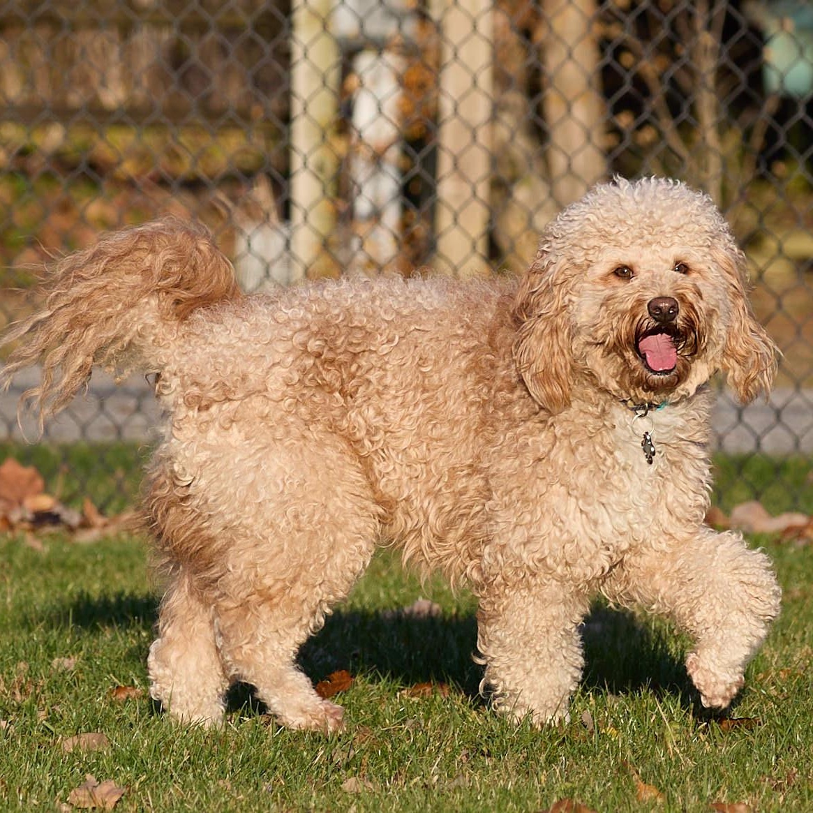 Enlarge CHEWIE-OHIO, a Adoptable Labradoodle in LIMA, OH image 4/6