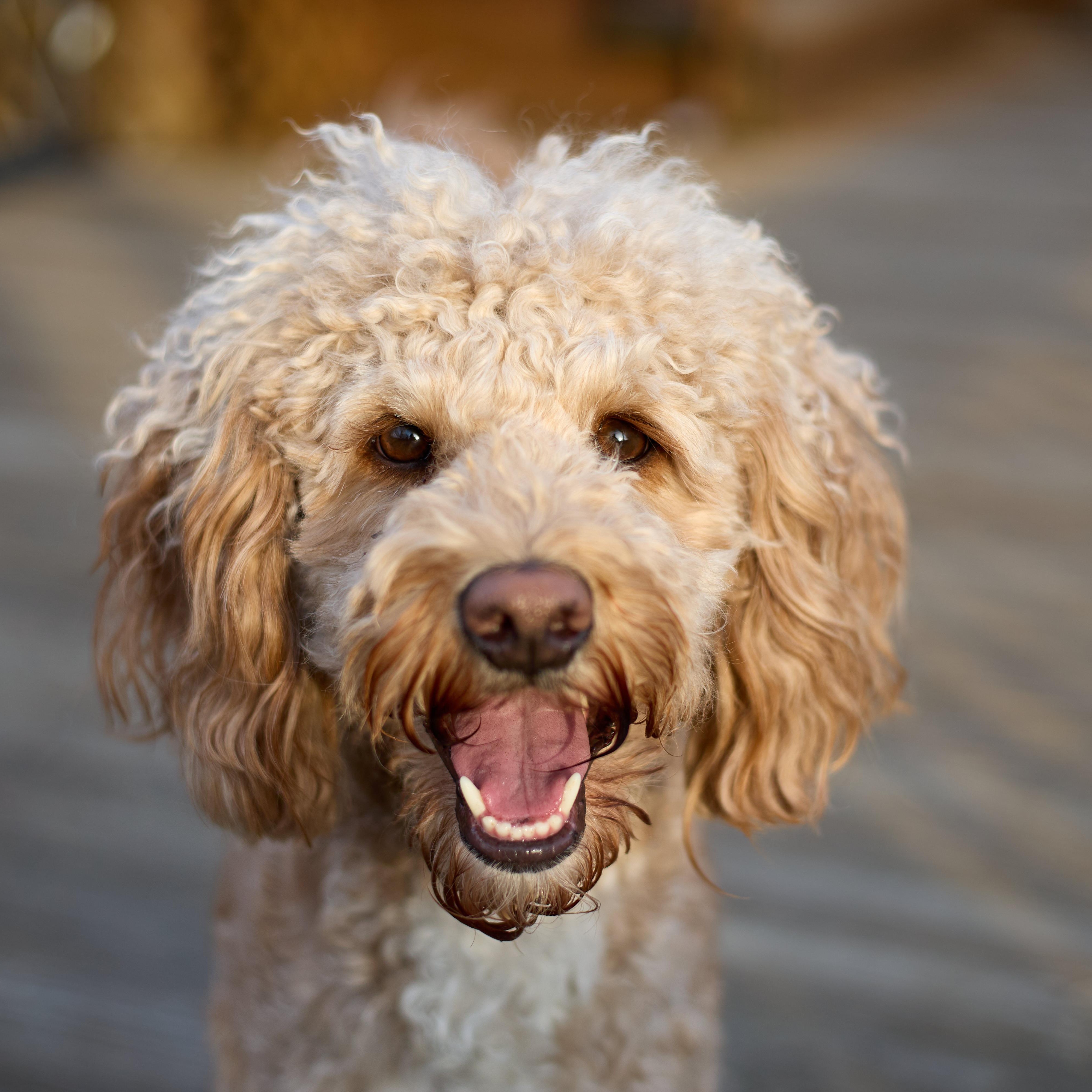 CHEWIE-OHIO, Adoptable, Young Male Labradoodle.
