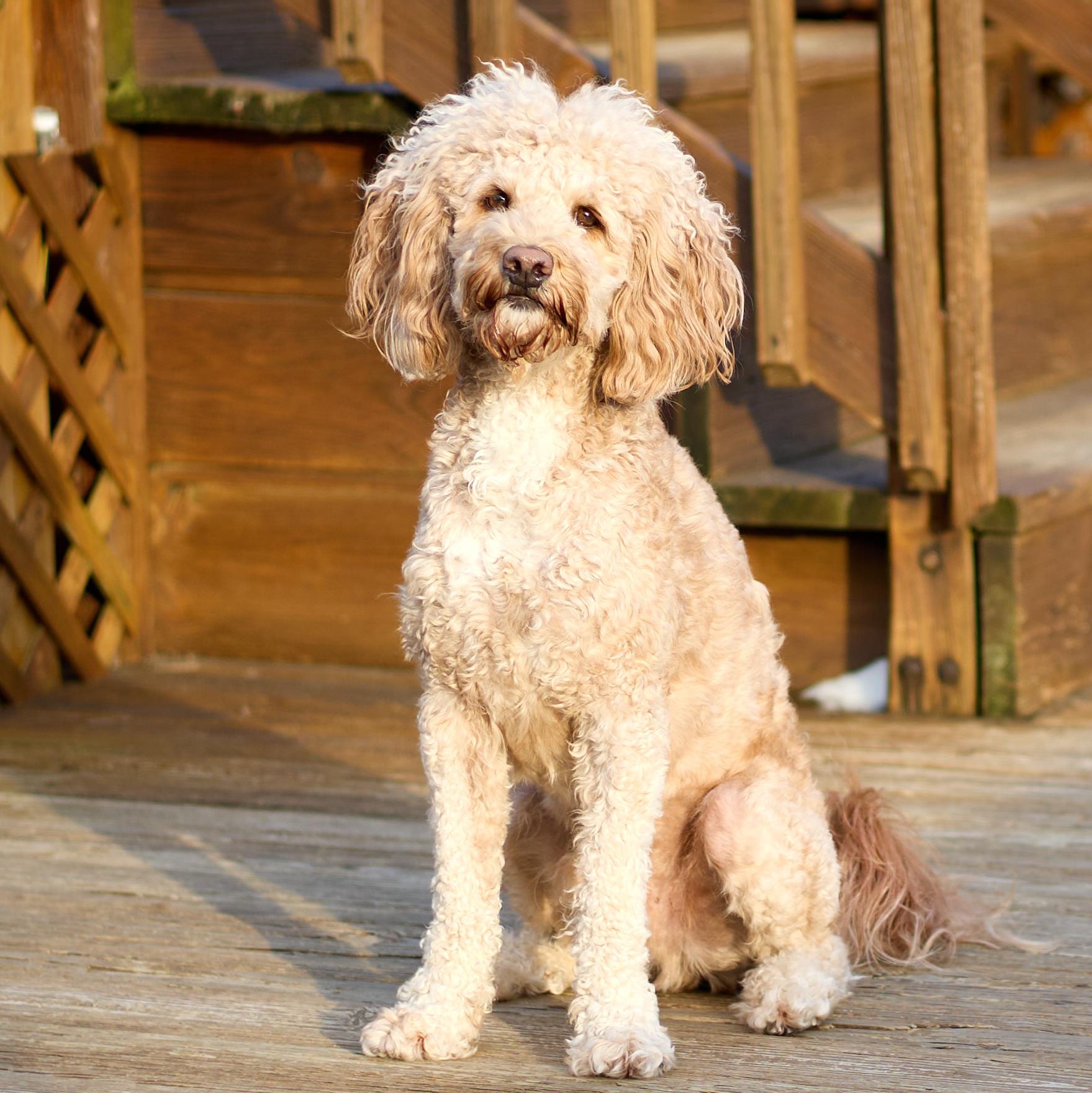 Enlarge CHEWIE-OHIO, a Adoptable Labradoodle in LIMA, OH image 3/6