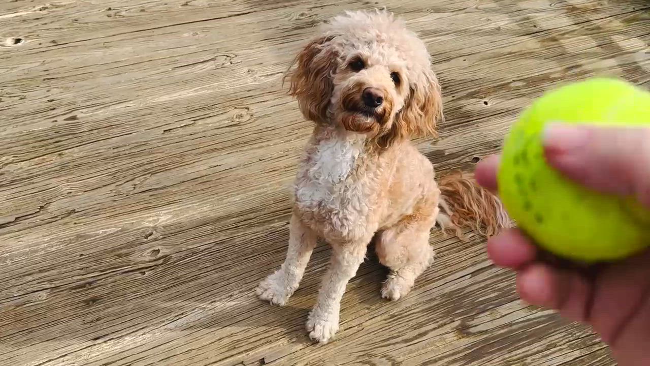 Enlarge CHEWIE-OHIO, a Adoptable Labradoodle in LIMA, OH video 6/6
