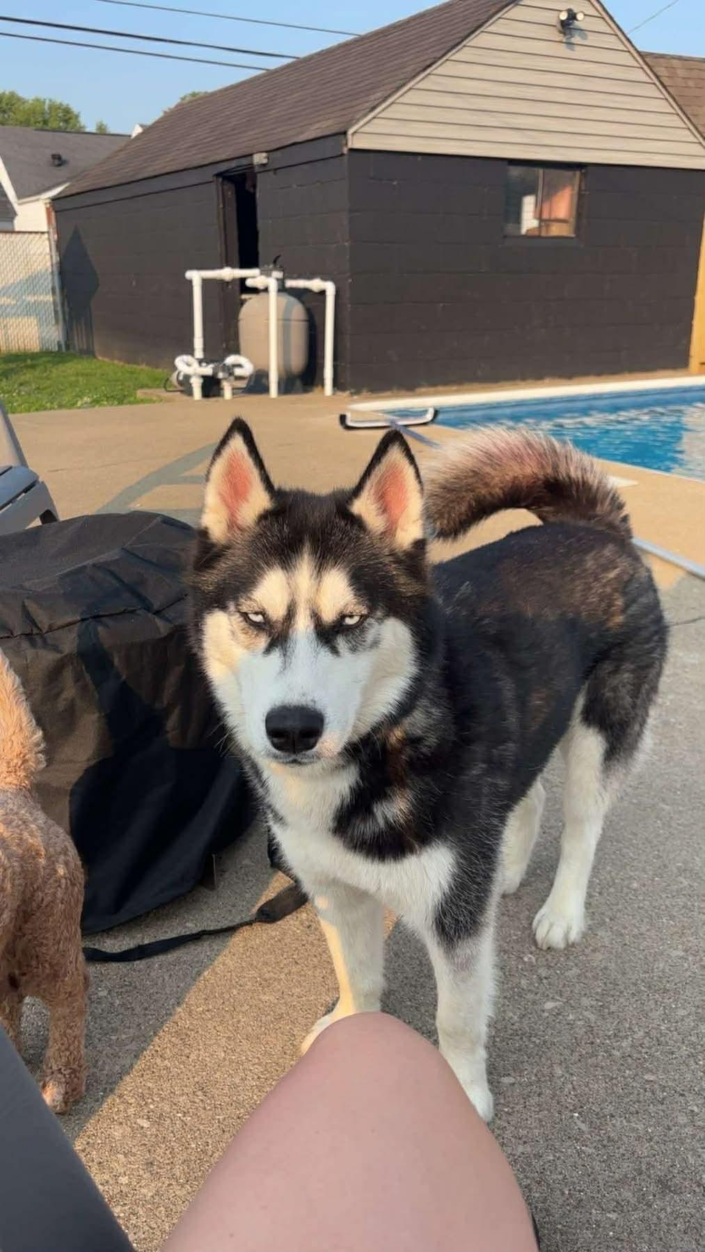 Koba, Adoptable, Young Female Siberian Husky.