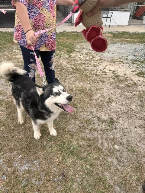Koba, a Adoptable Siberian Husky in Cumming, GA image 2/2