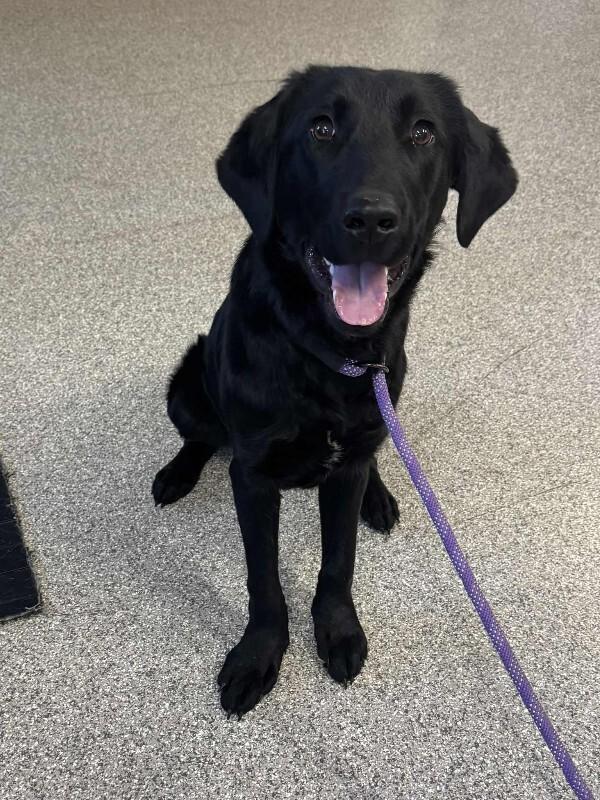 Snoop Dogg, Adoptable, Young Female Black Labrador Retriever.