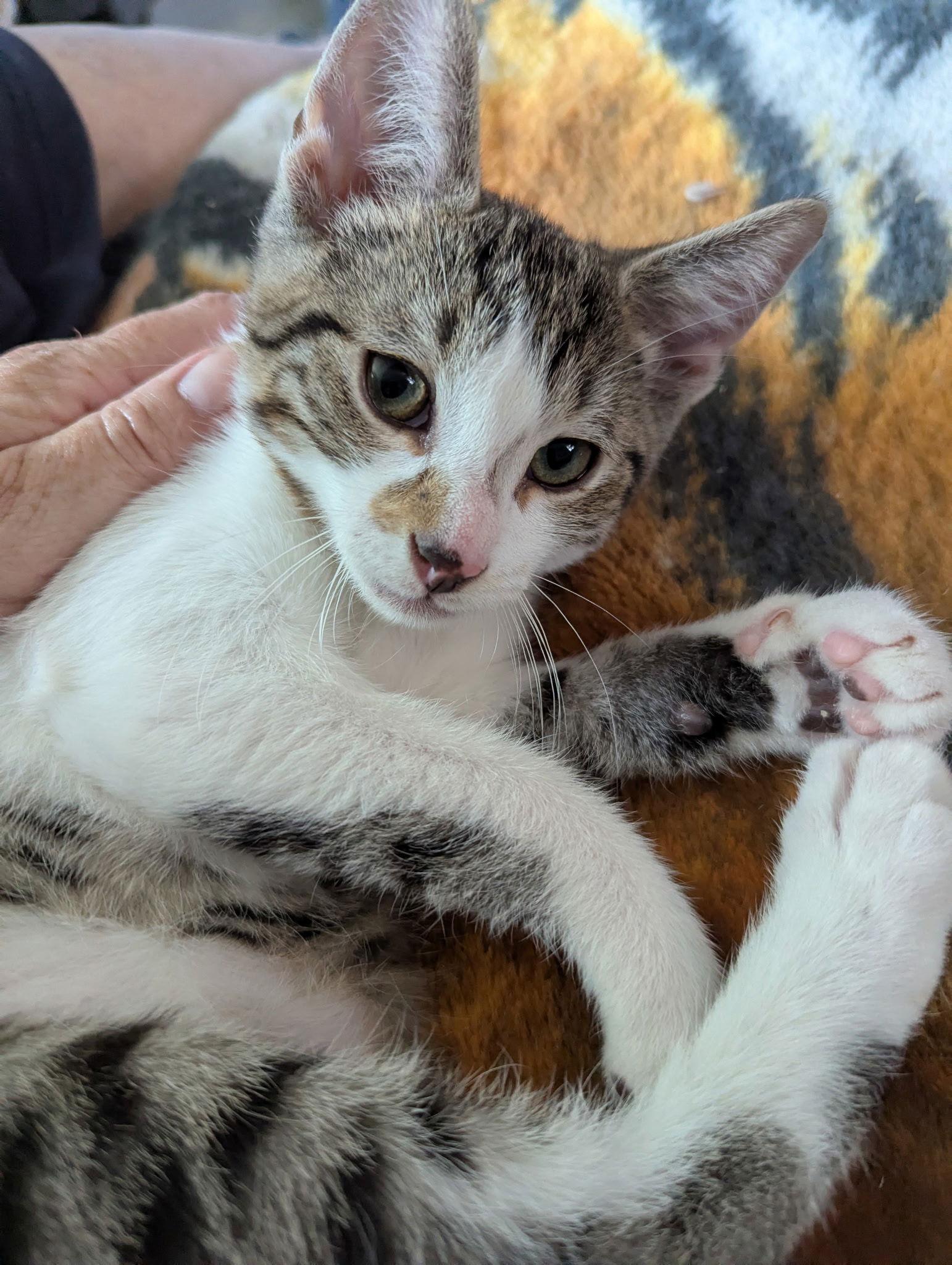 Jasper, Adoptable, Kitten Male Domestic Short Hair.