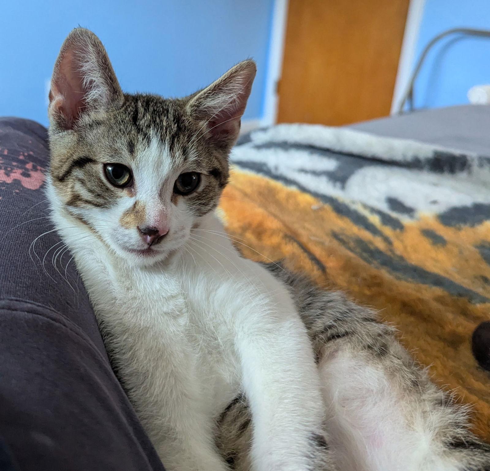 Jasper, a Adoptable Domestic Short Hair in Harrisburg, PA image 2/2