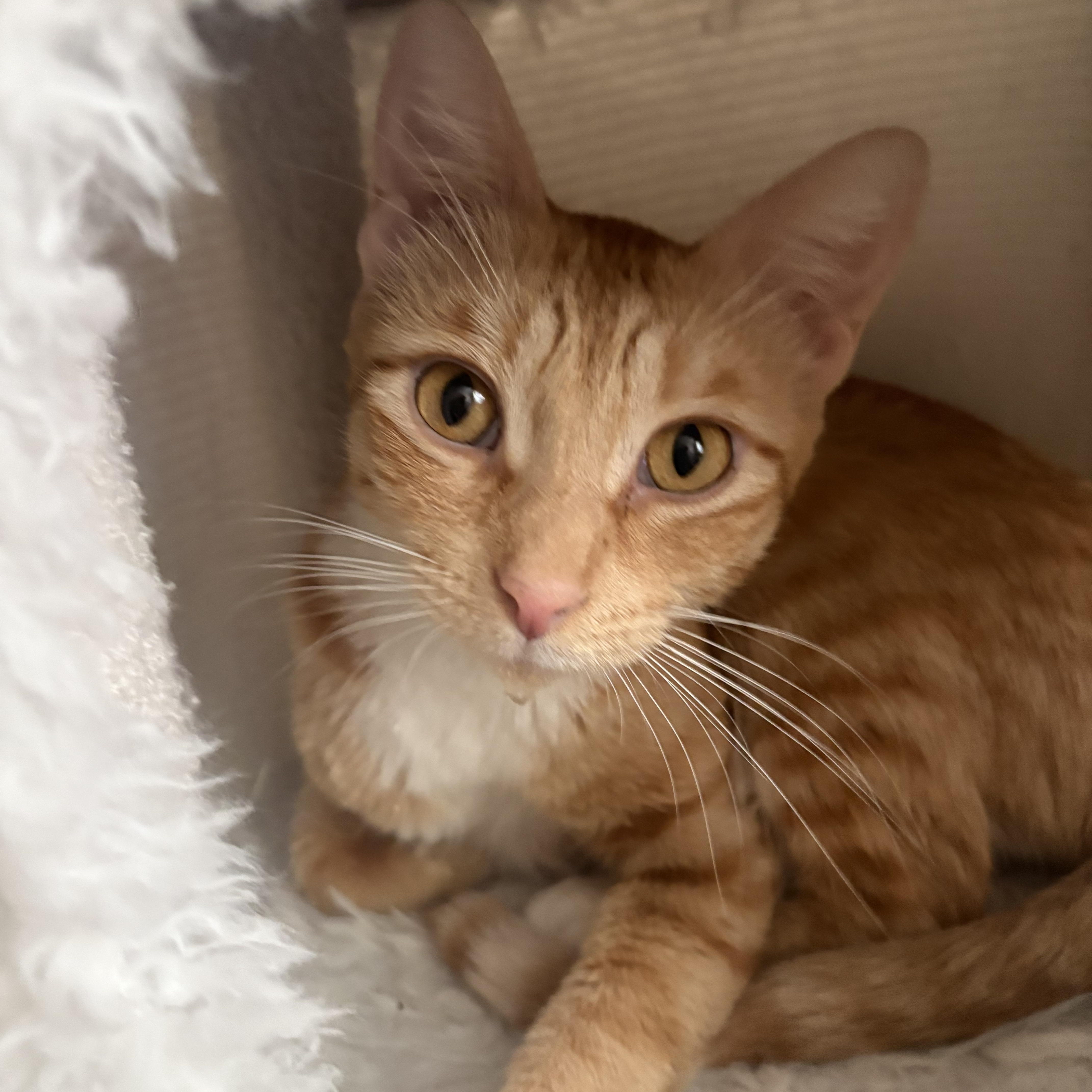 Peaches photo 1