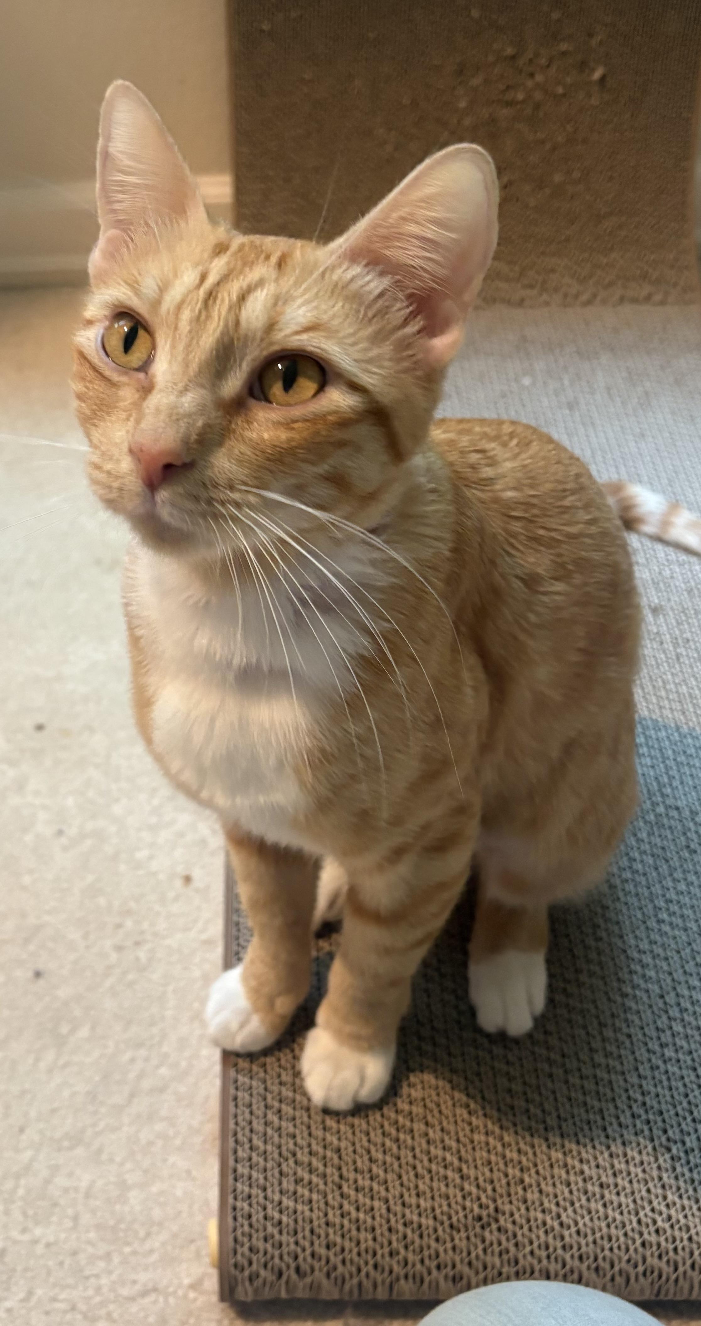 Peaches photo 3