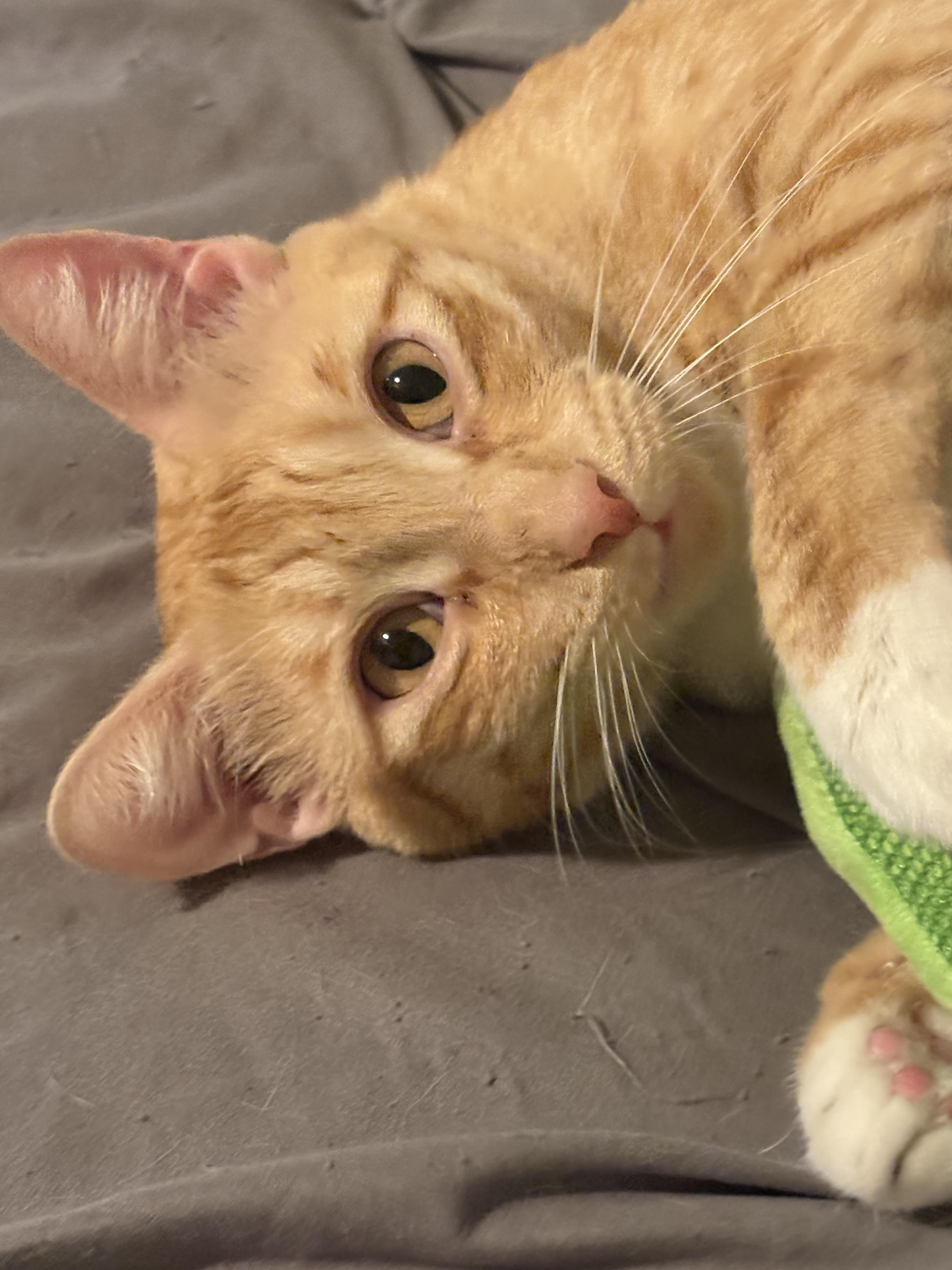 Peaches photo 4
