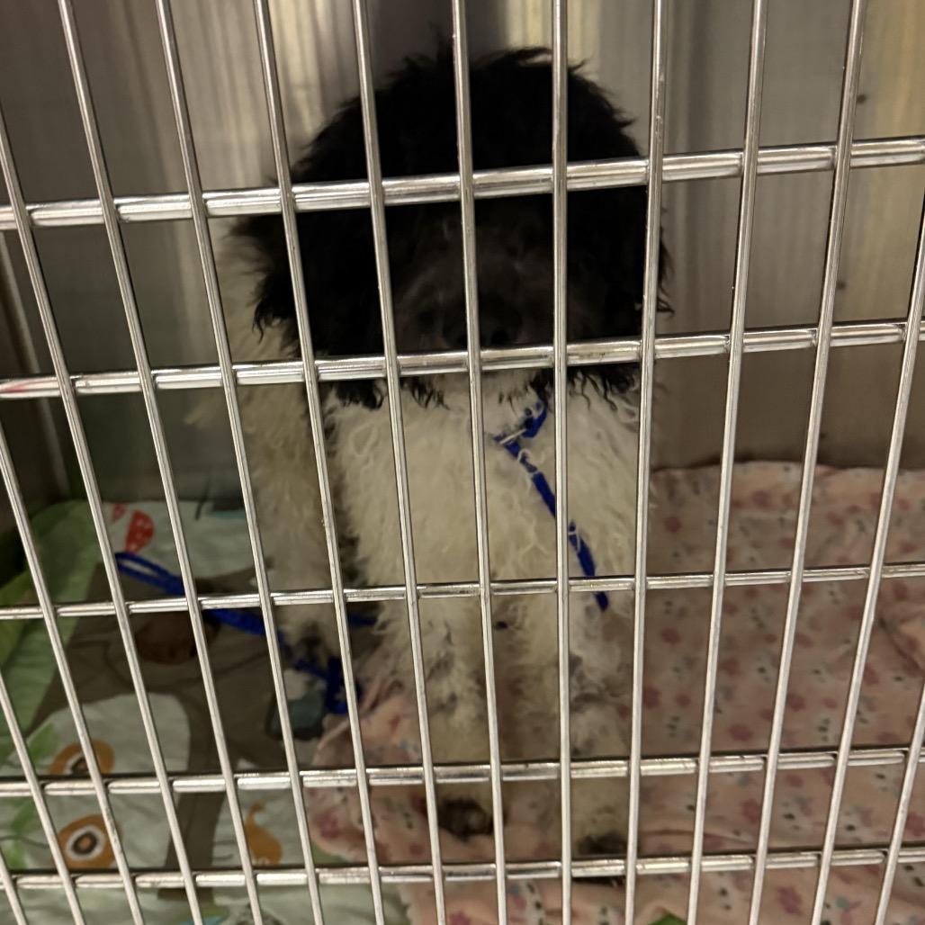 Pooty Poo, a Adoptable mixed breed in Northbrook, IL image 1/6