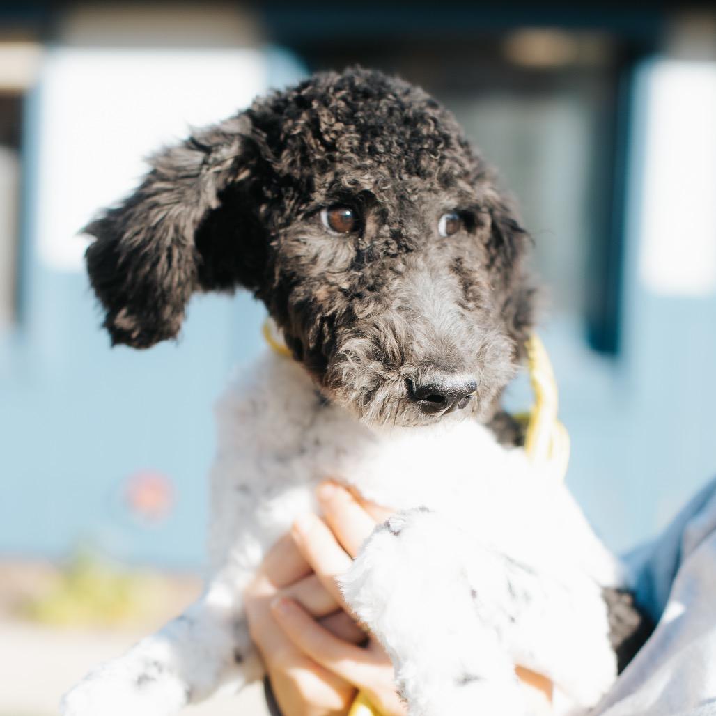 Pooty Poo, a Adoptable mixed breed in Northbrook, IL image 2/6