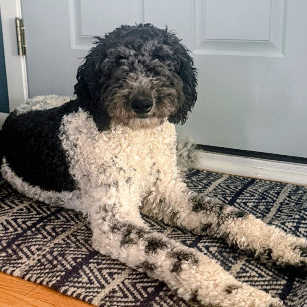 Pooty Poo, a Adoptable mixed breed in Northbrook, IL image 4/6