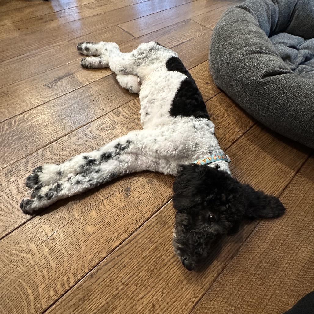 Pooty Poo, a Adoptable mixed breed in Northbrook, IL image 6/6