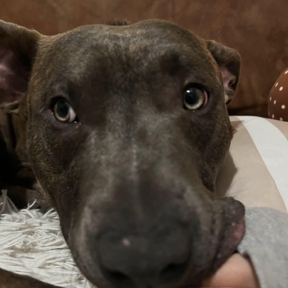 Enlarge Chico, a ADOPTABLE Pit Bull Terrier in Pocatello, ID image 2/3