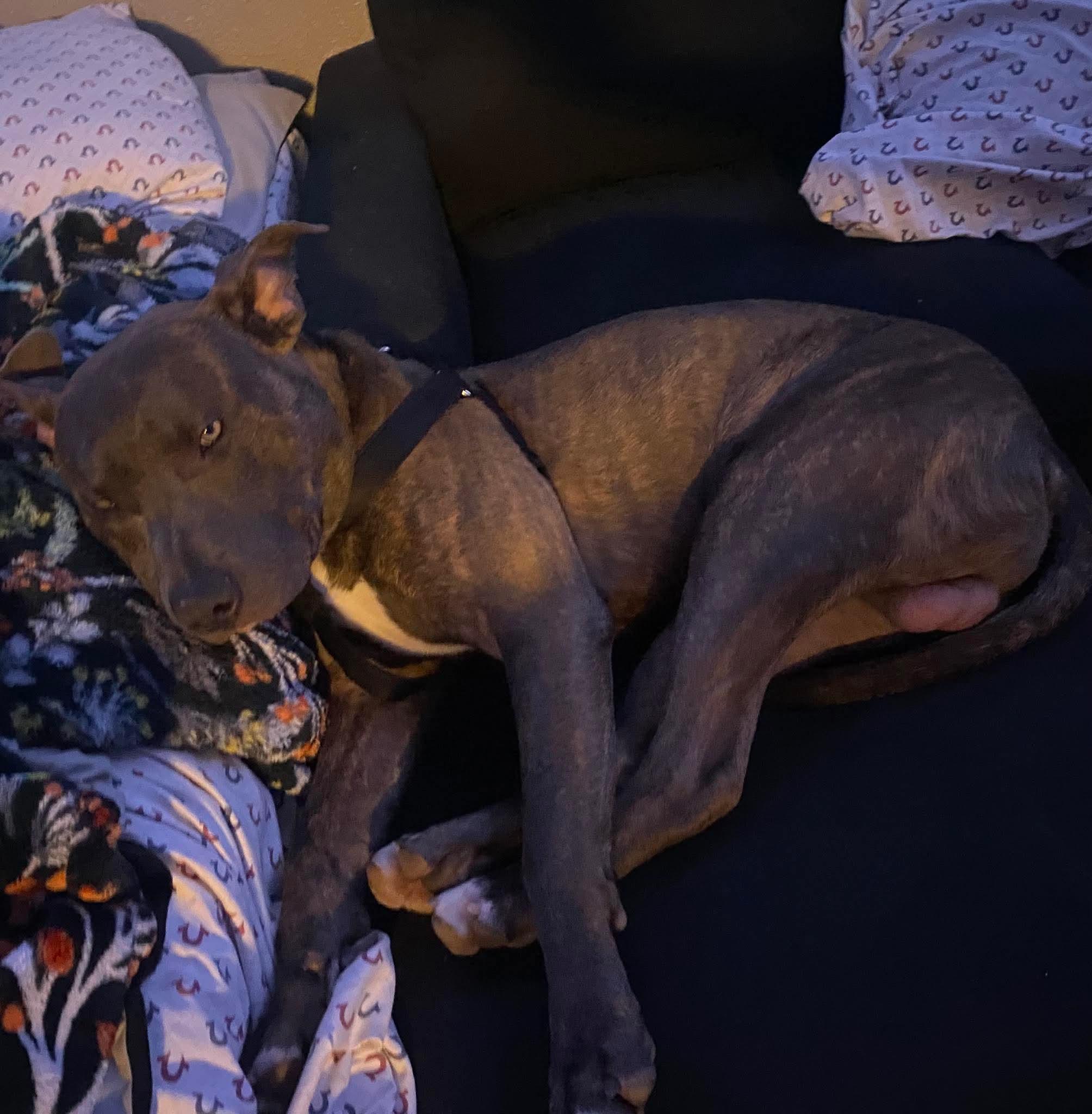 Enlarge Chico, a ADOPTABLE Pit Bull Terrier in Pocatello, ID image 3/3