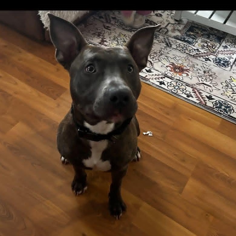 Enlarge Chico, a ADOPTABLE Pit Bull Terrier in Pocatello, ID image 1/3