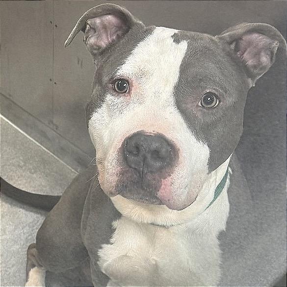 Avalon, Adoptable, Adult Male Pit Bull Terrier.