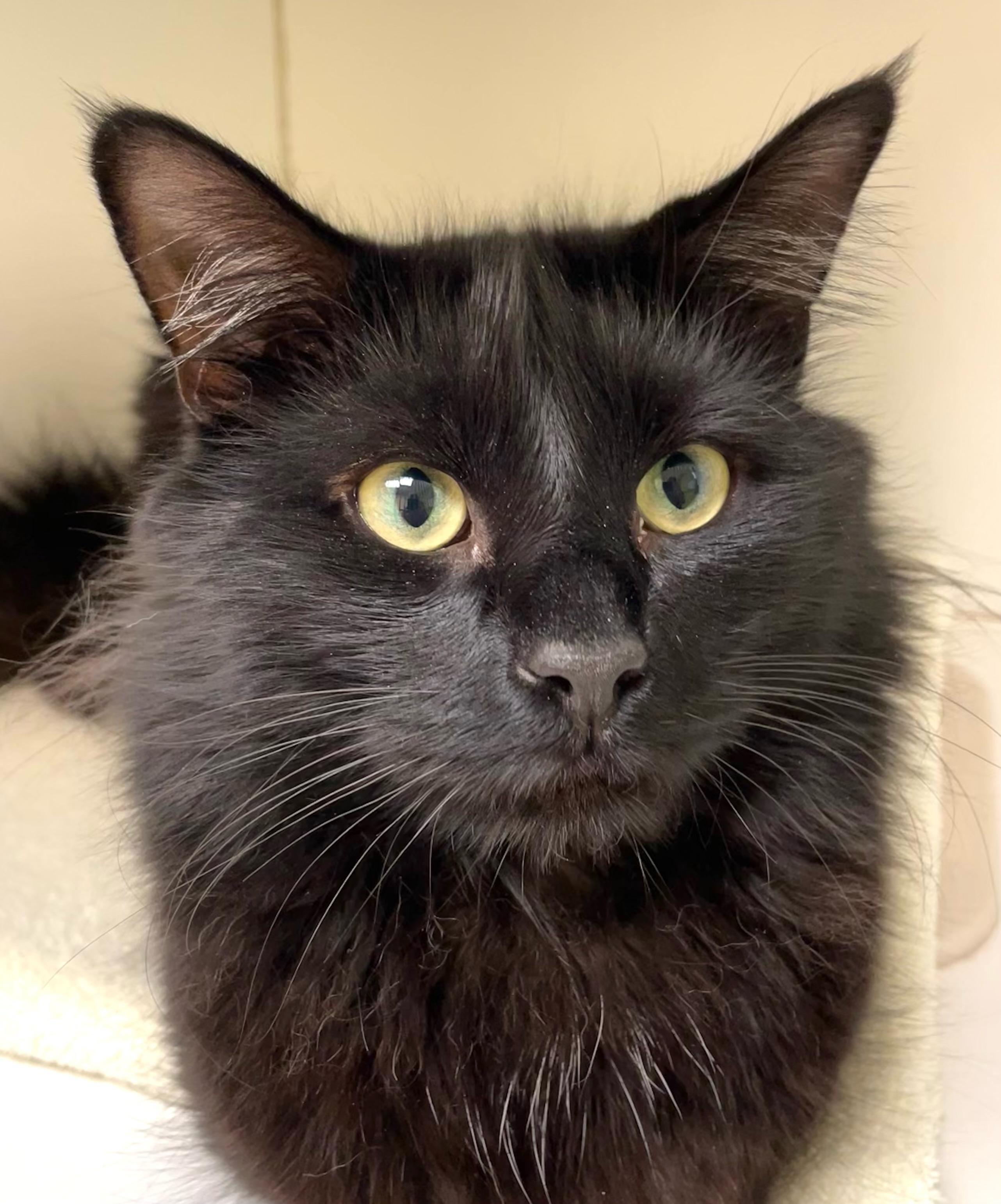 Lucien, Young Male Domestic Long Hair