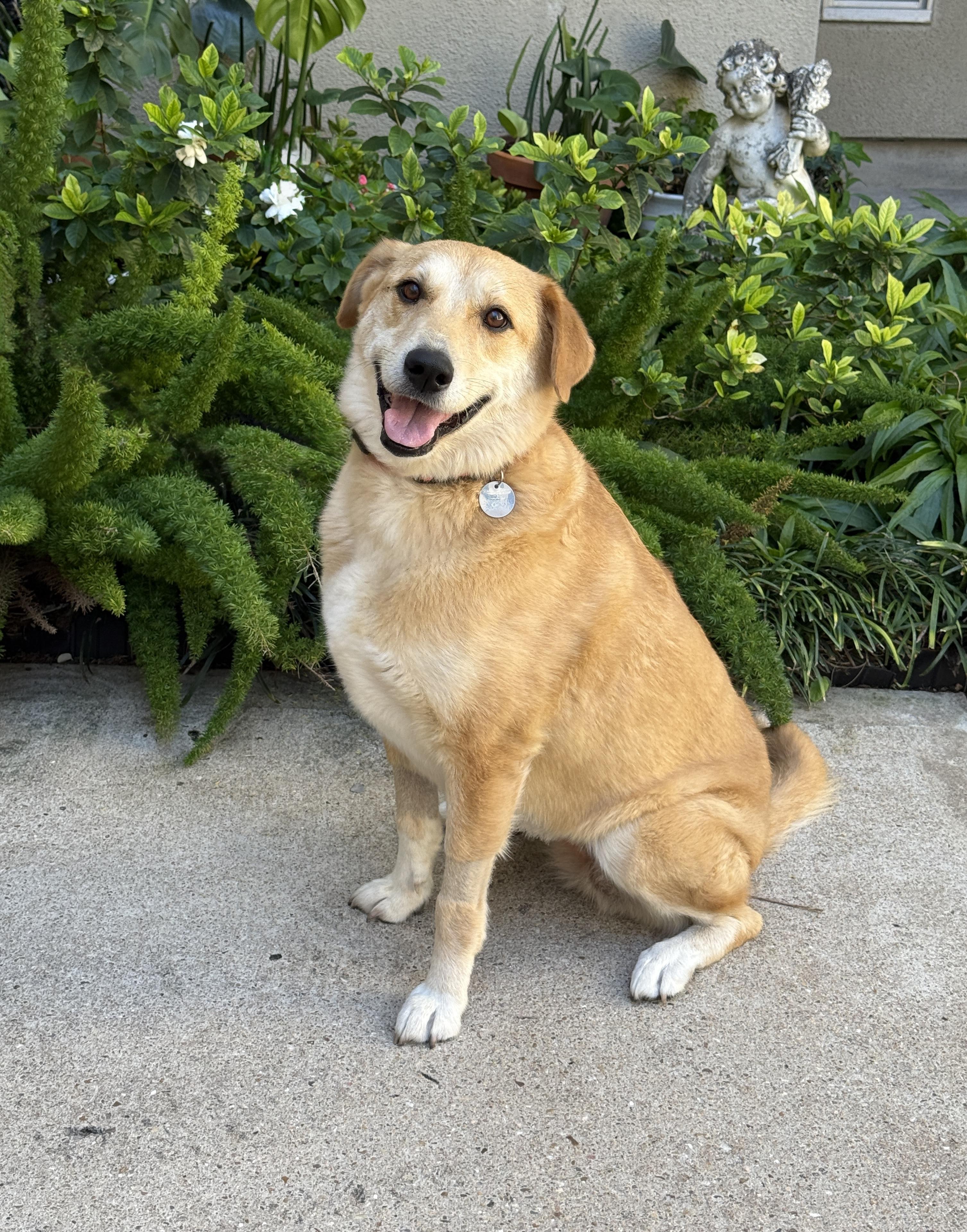 Zoe, an adoptable mixed breed in Houston, TX image 3/6