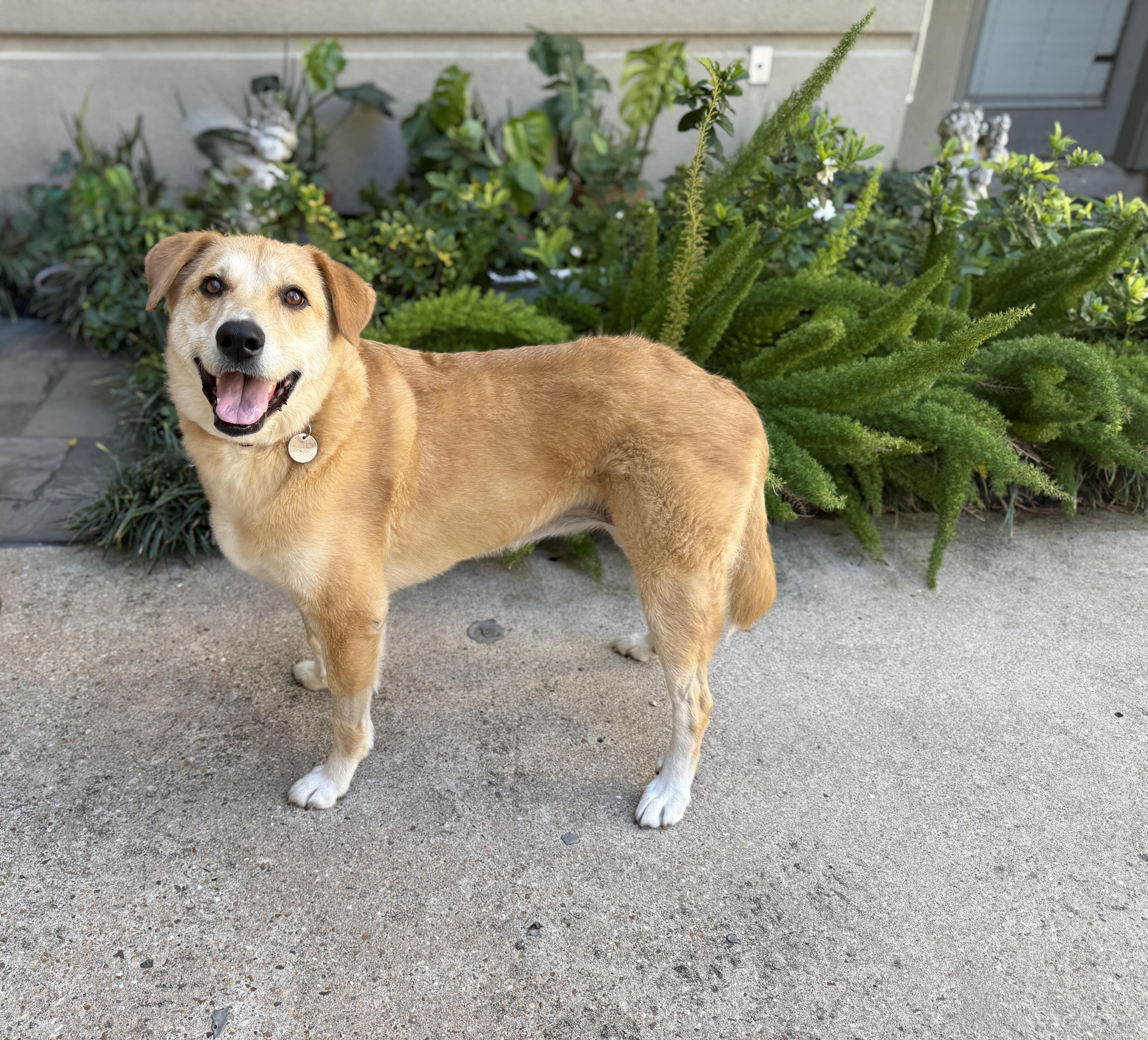 Zoe, an adoptable mixed breed in Houston, TX image 2/6