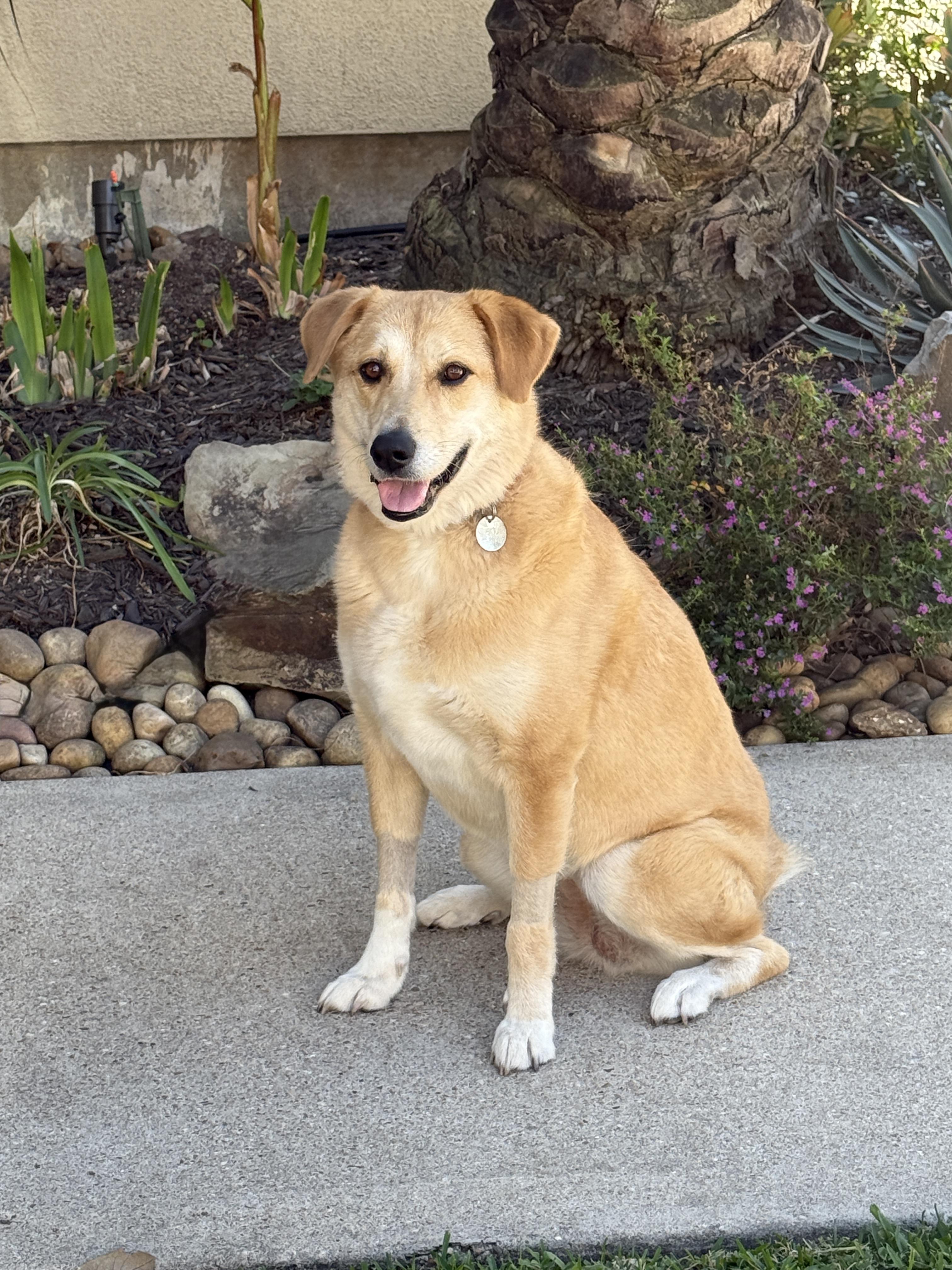 Zoe, an adoptable mixed breed in Houston, TX image 5/6