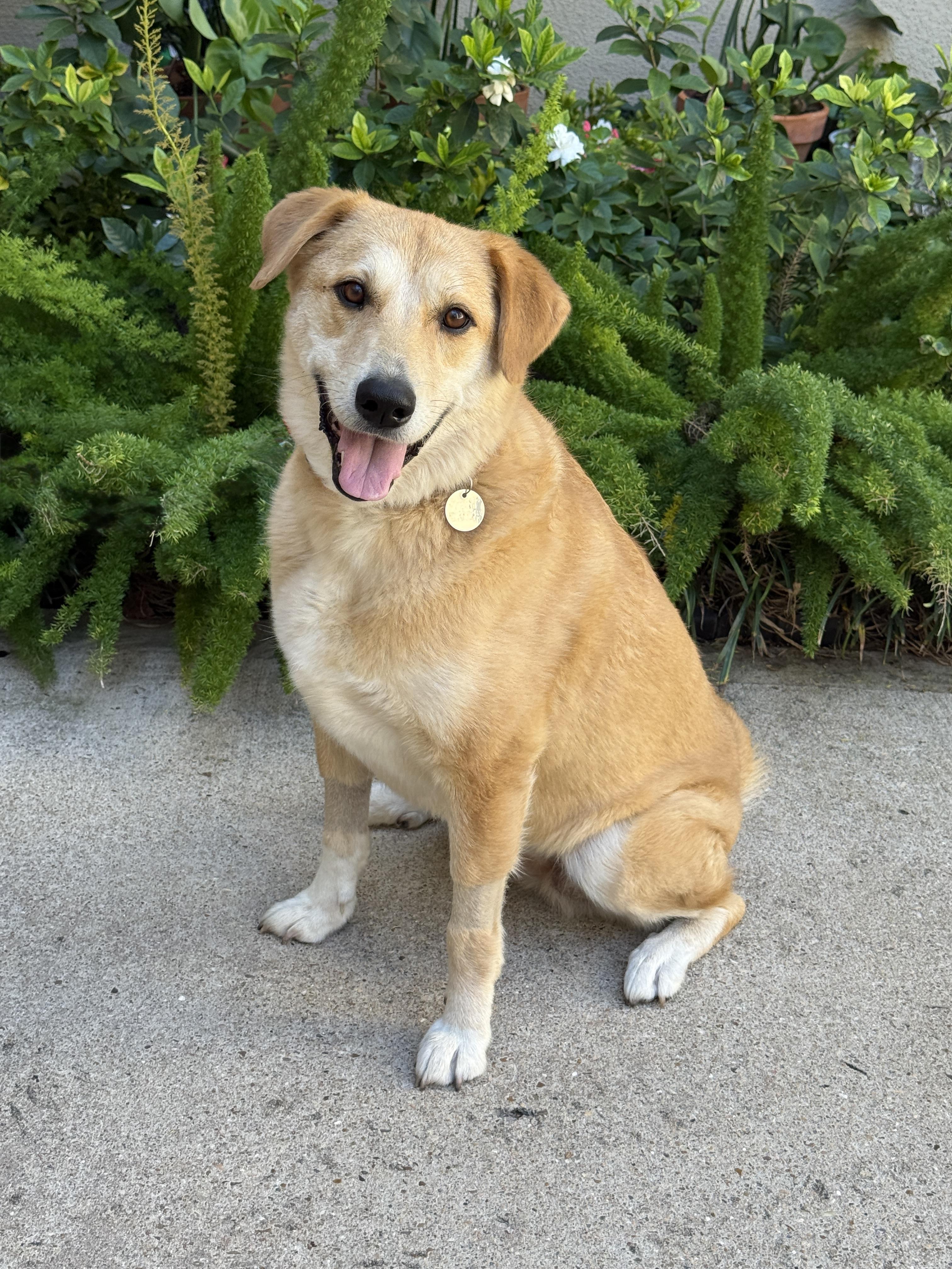 Zoe, adoptable, Adult Female Golden Retriever & Yellow Labrador Retriever.