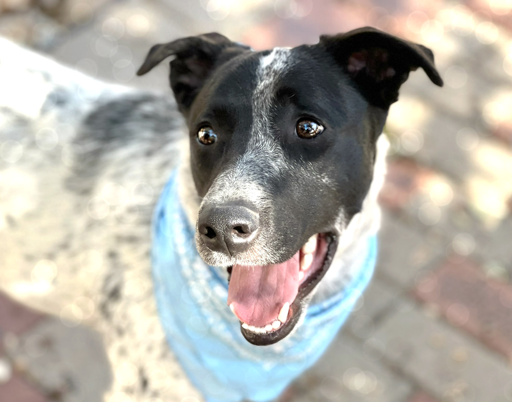 Patches photo 3