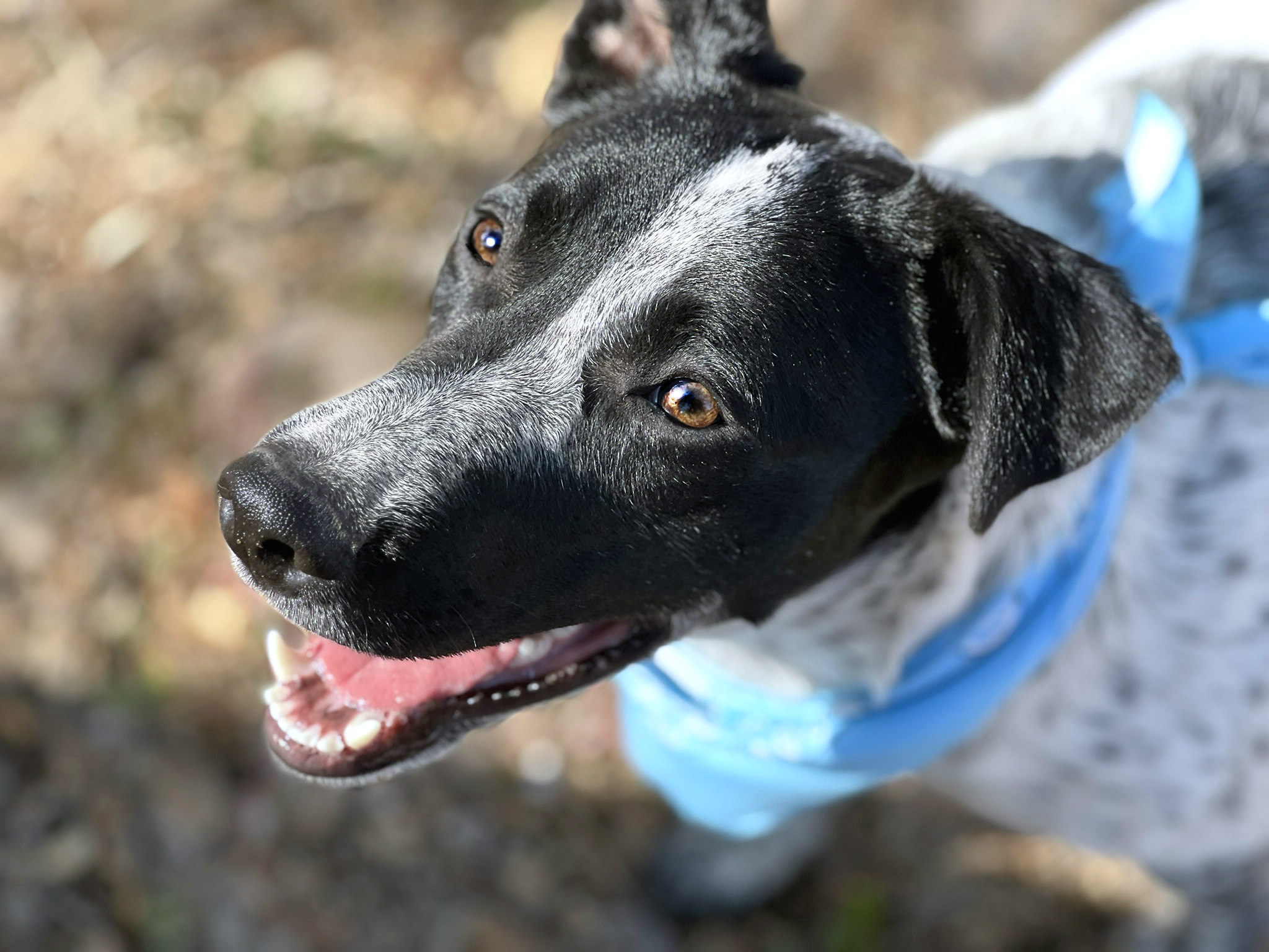 Patches photo 5